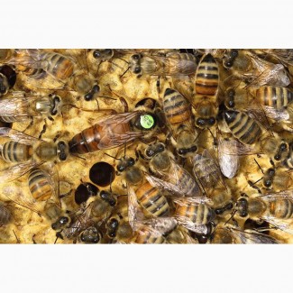 Пчеломатки Карника