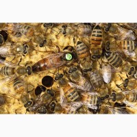 Пчеломатки Карника