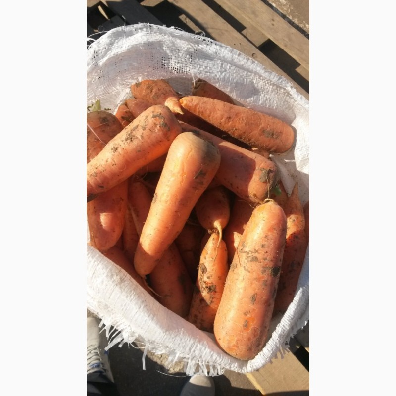 Фото 16. Продаем картофель, лук, свекла, морковь