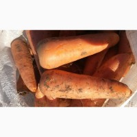 Продаем картофель, лук, свекла, морковь