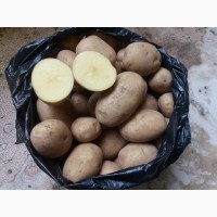 Продам продовольственный картофель, сорт Бриз