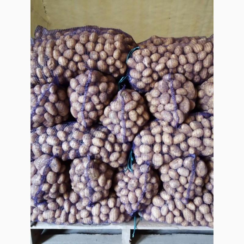 Фото 2. Продам продовольственный картофель, сорт Бриз