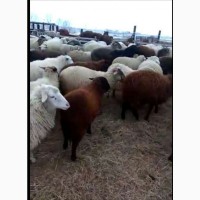 Молодняк овец мясной породы тексель + суффолк