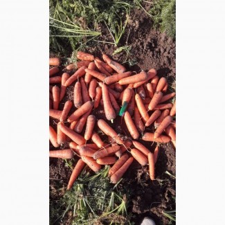 Продам Морковь оптом