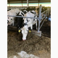 Молоко коровье цельное сырое опт
