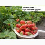 Саженцы винограда, кустики клубники от производителя -почтой по России, Казахстана