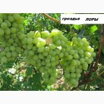 Саженцы винограда, кустики клубники от производителя -почтой по России, Казахстана