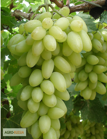 Фото 2. Виноград из Таджикистана