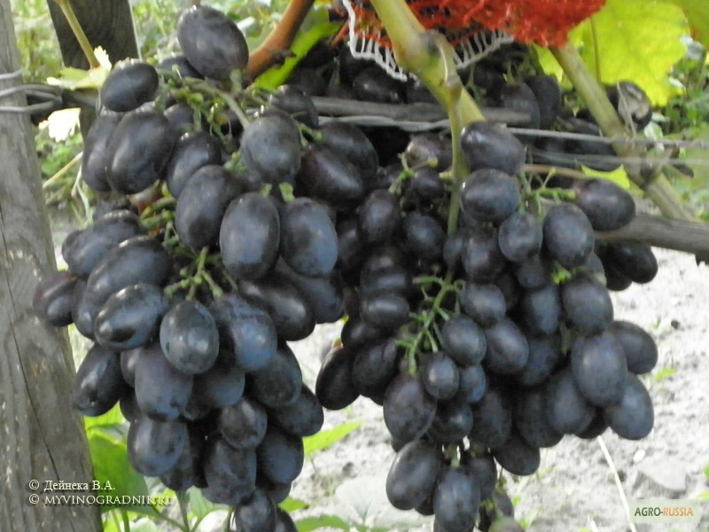 Фото 4. Виноград из Таджикистана