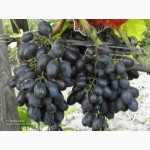 Виноград из Таджикистана