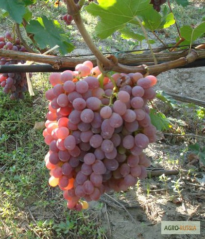Фото 5. Виноград из Таджикистана
