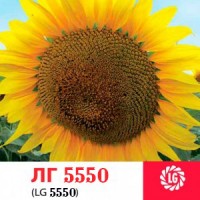 Гибрид подсолнечника ЛГ 5550 Лимагрейн (LG)