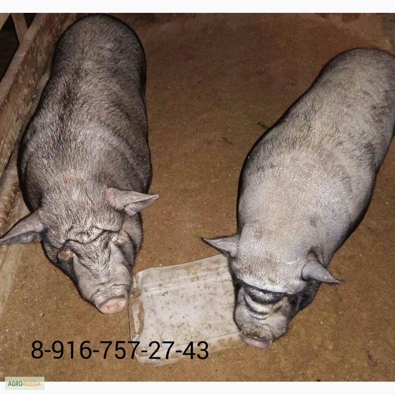 Фото 4. Свиноматки вьетнамские вислобрюхие