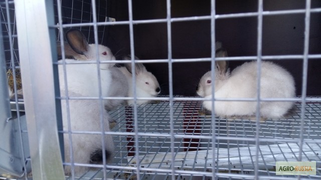Фото 10. Продаются кролики от фермера