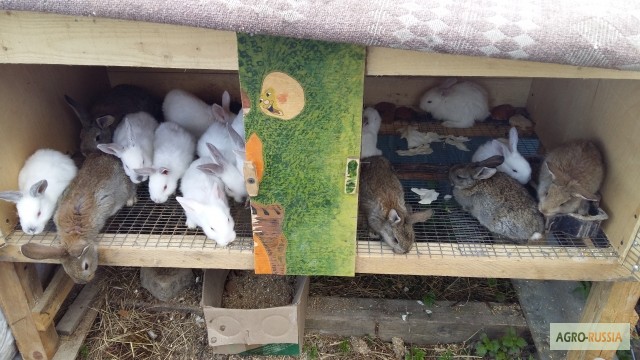 Фото 6. Продаются кролики от фермера