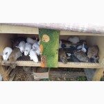 Продаются кролики от фермера