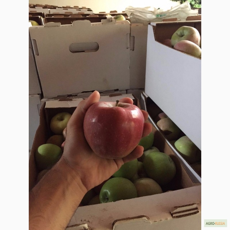 Фото 2. Яблоки оптом от 20 тонн