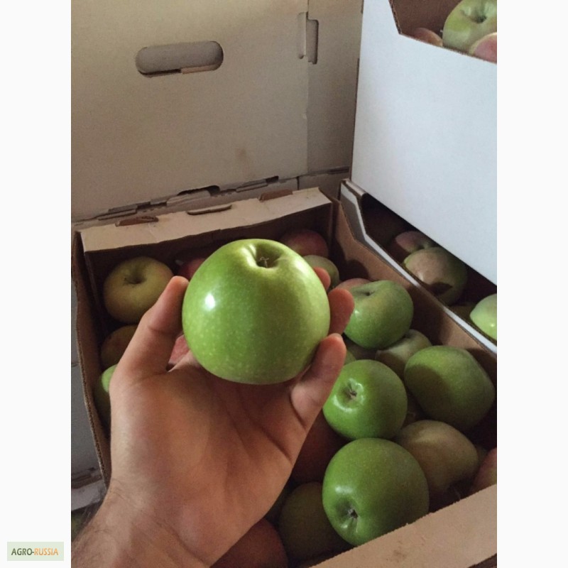 Фото 4. Яблоки оптом от 20 тонн