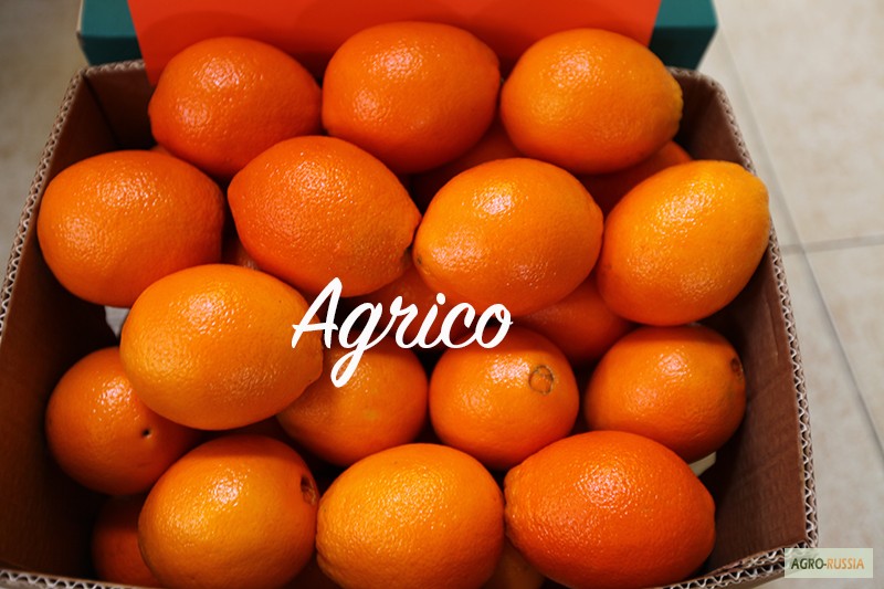 Фото 4. Апельсины сладкие