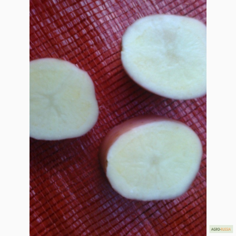 Фото 4. Свежий картофель из Марокко