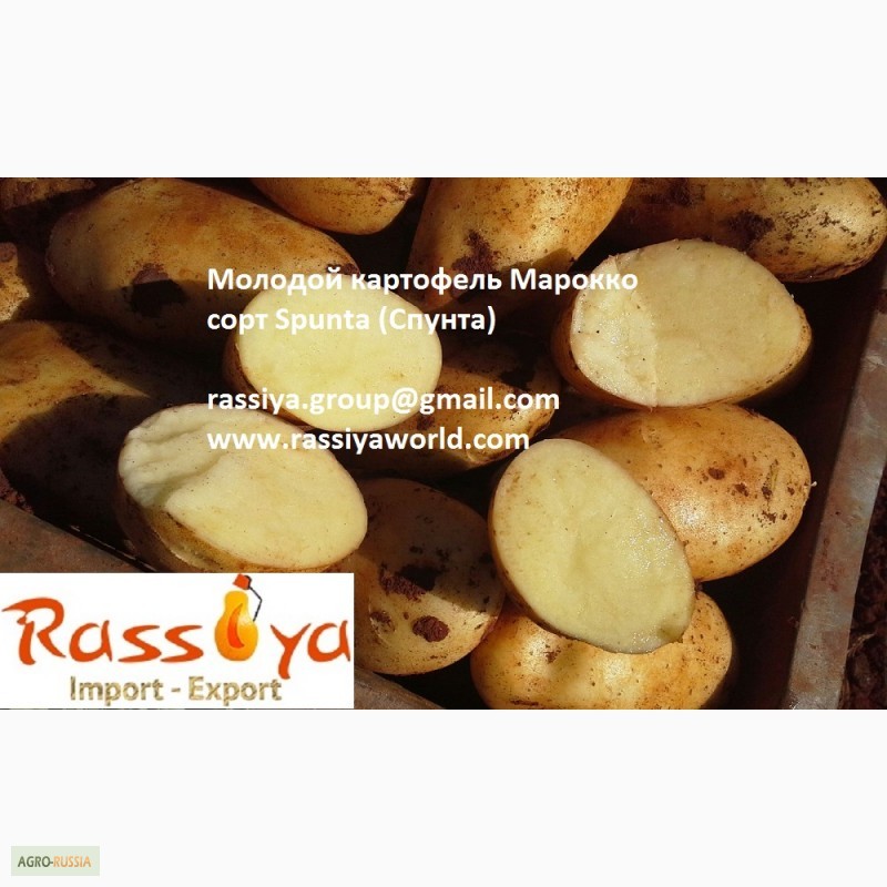 Фото 9. Свежий картофель из Марокко