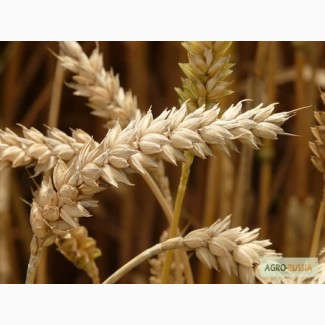 Семена Озимой пшеницы Виктория 11
