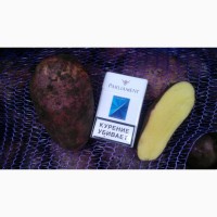 Картофель от 5+ оптом от производителя, Лабелла, Ред Скарлет, Гала, Коломбо от 20 тонн