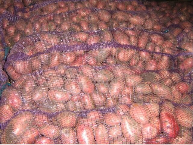 Фото 8. Картофель от 5+ оптом от производителя, Лабелла, Ред Скарлет, Гала, Коломбо от 20 тонн