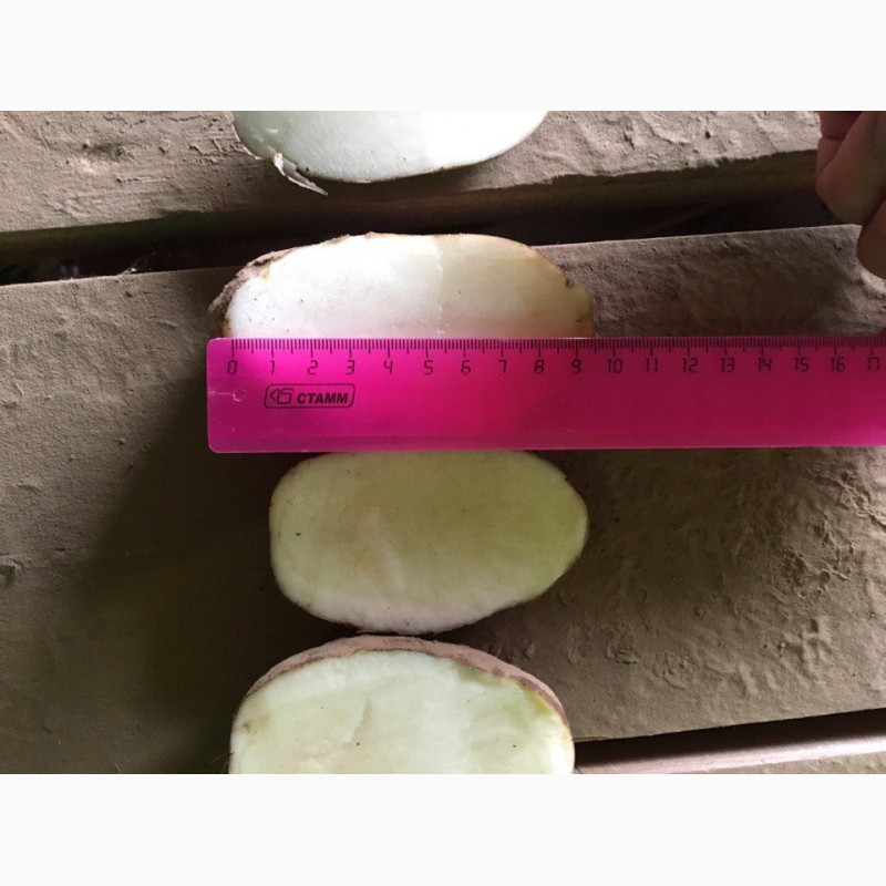 Фото 9. Картофель от 5+ оптом от производителя, Лабелла, Ред Скарлет, Гала, Коломбо от 20 тонн