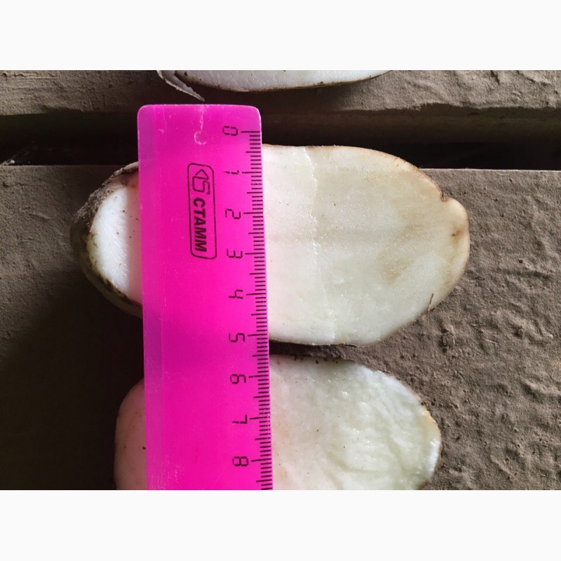 Фото 13. Картофель от 5+ оптом от производителя, Лабелла, Ред Скарлет, Гала, Коломбо от 20 тонн