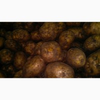 Картофель от 5+ оптом от производителя, Лабелла, Ред Скарлет, Гала, Коломбо от 20 тонн