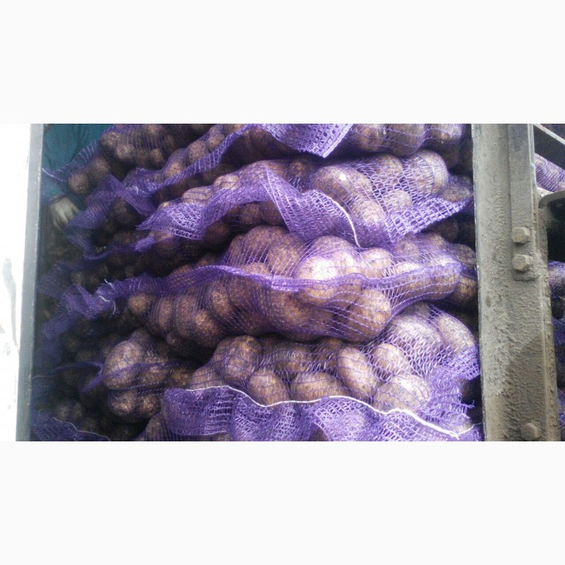 Фото 3. Картофель от 5+ оптом от производителя, Лабелла, Ред Скарлет, Гала, Коломбо от 20 тонн