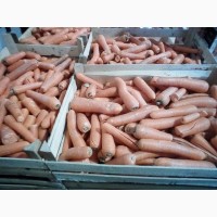 Продам Морковь мытую(лом)