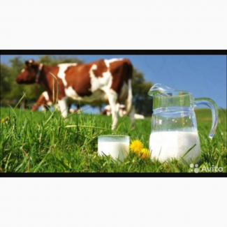 Продам коровье сырое цельное молоко жир 4, 4 %, белок 3, 2 %