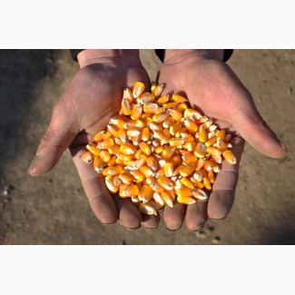 Семена кукурузы Росс 140 СВ (2016-2017 г.)