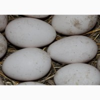 Яйца инкубационные гусиные породы Линда