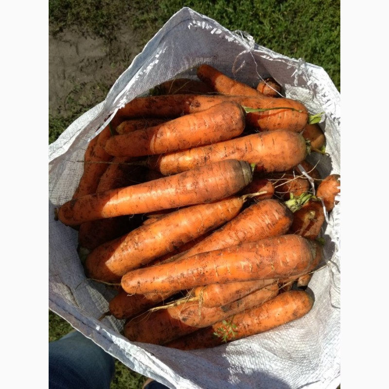 Фото 6. Морковь столовая оптом