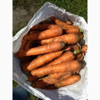 Морковь столовая оптом