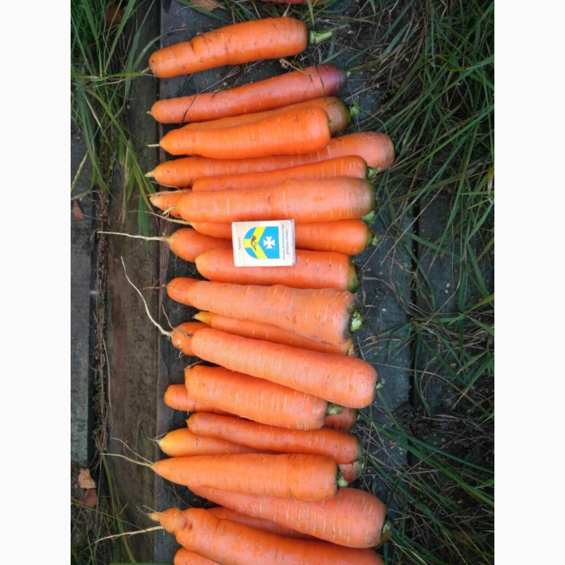 Фото 7. Морковь столовая оптом