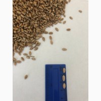 Оптом Пшеница Зерно