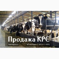 Продажа коров дойных, нетелей молочных пород 1 500 голов