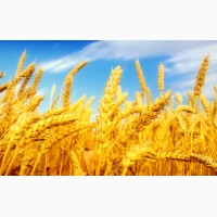 Пшеница 3 класс(производитель) урожая 2019