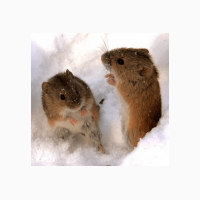 ООО НПП Зарайские семена продает эффективное средство от мышей и крыс Бактокумарин