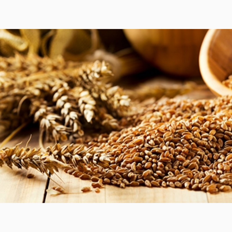 Продам/ пшеница продовольственная 4 класс на экспорт, Республика .