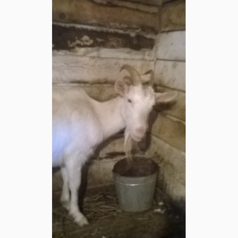 Фото 3. Продам высокоудойных коз (4-5 л) зааненской породы