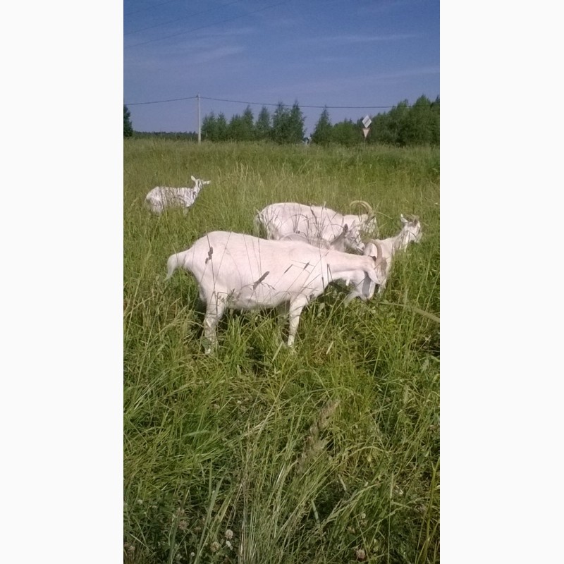 Фото 5. Продам высокоудойных коз (4-5 л) зааненской породы