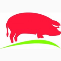 Свиньи живок 1-2 категории - свинокомплекс в Смоленске