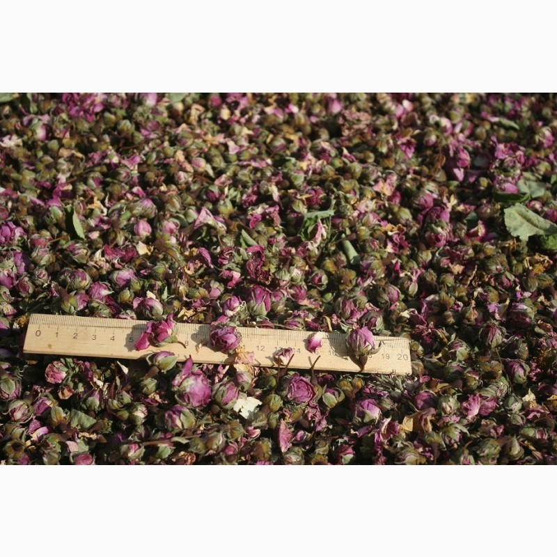 Фото 2. Дамасская роза- Роза маскета, чайная, эфиромасличная черенки
