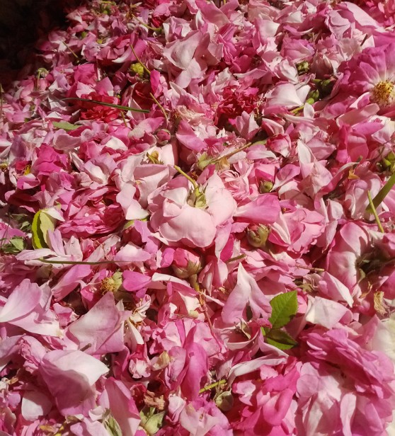 Фото 3. Дамасская роза- Роза маскета, чайная, эфиромасличная черенки