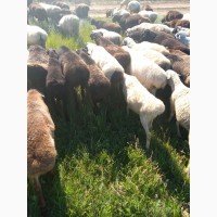 Продажа баранов, курдючной, эдельбаевской породы